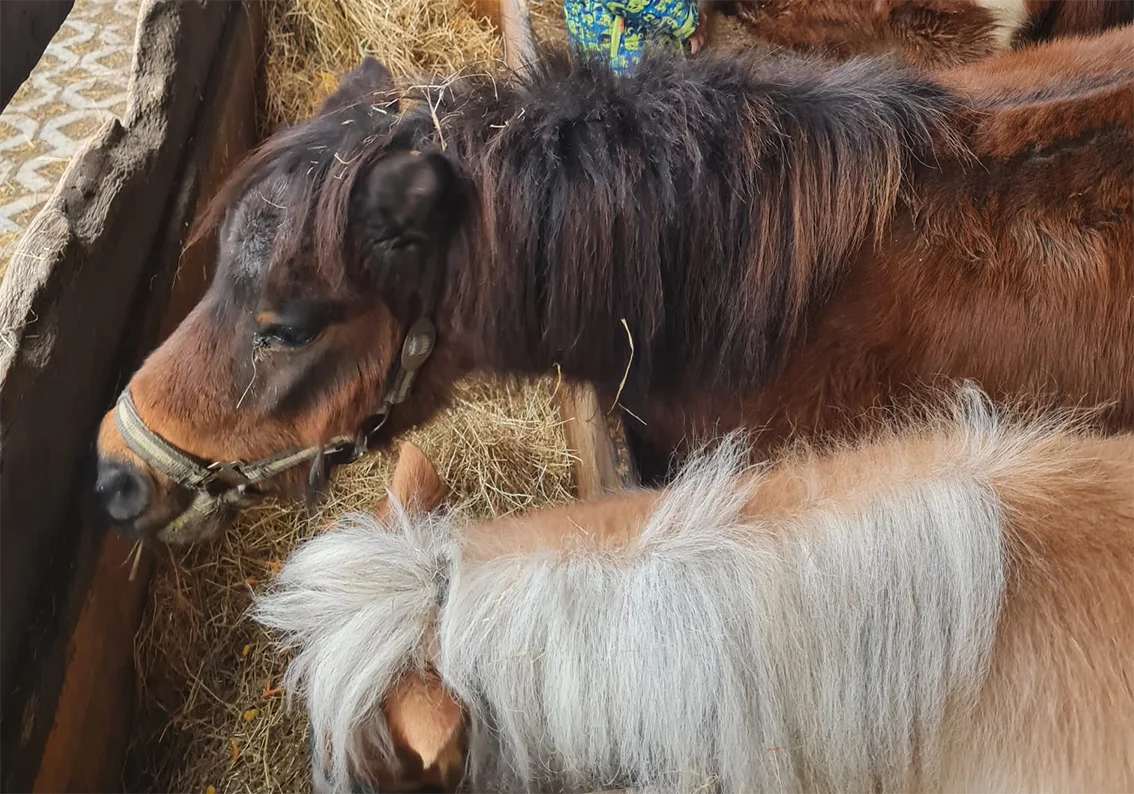 Reiten Bregenz